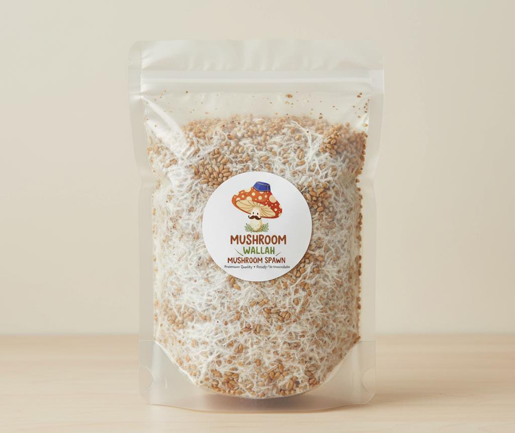 OYSTER MUSHROOM SPAWN
