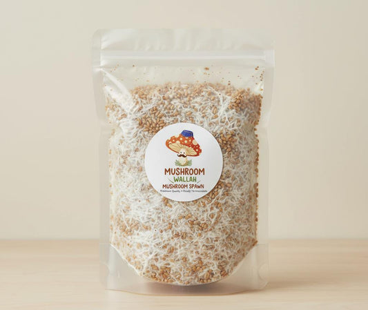 OYSTER MUSHROOM SPAWN